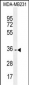 OR10Z1 Antibody (C-term)
